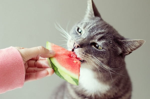 cats eat watermelon - A Review Of Can cats eat watermelon