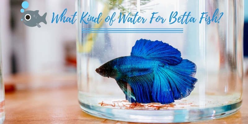 What Kind of Water for Betta Fish 1643016282 - What Kind of Water for Betta Fish?