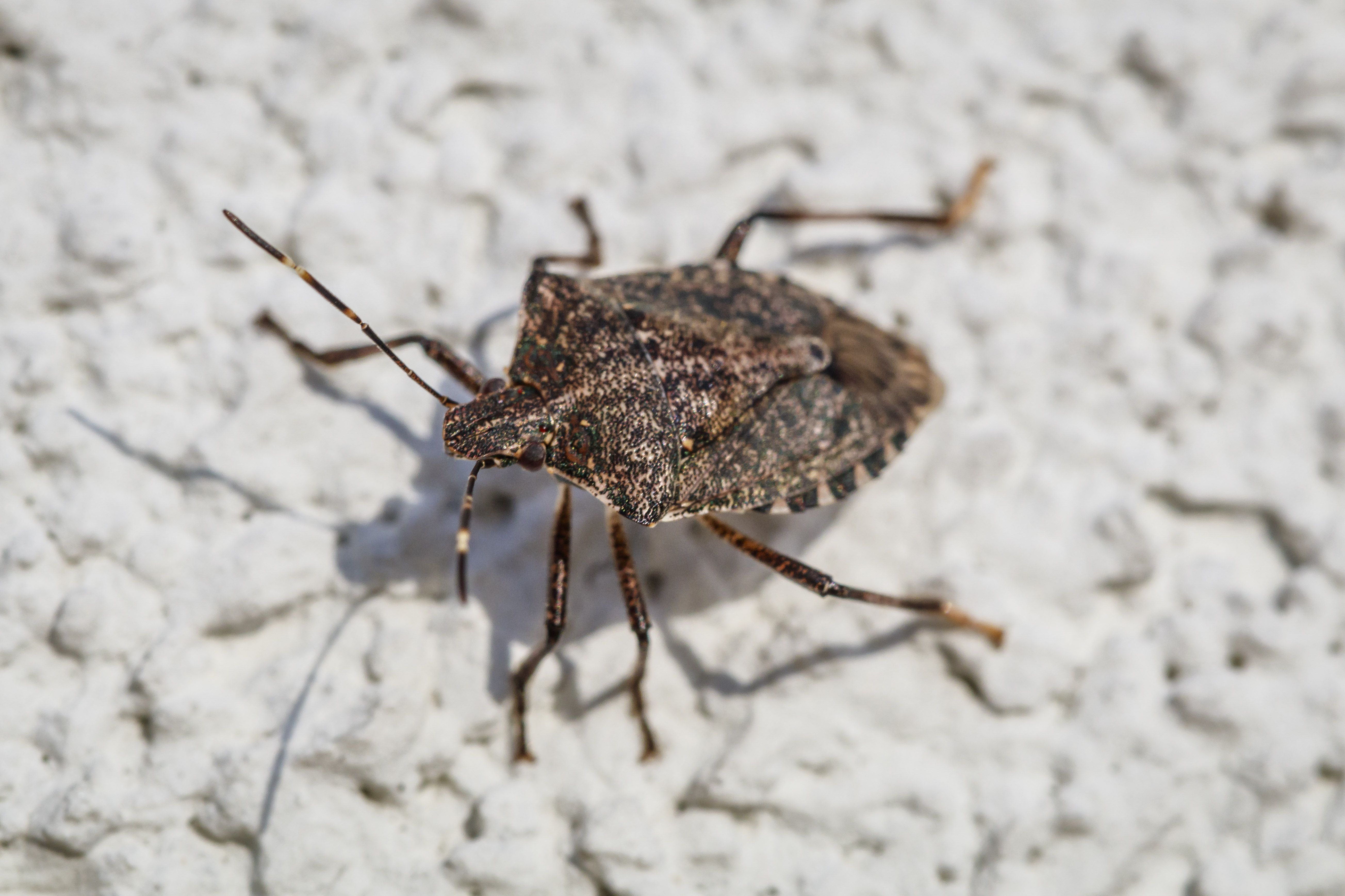 Are Pests Attracted to Your Home 38702 1 - Are Pests Attracted to Your Home?