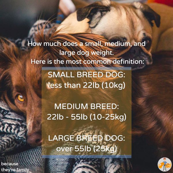 Small Medium or Large Breed Dogs Whats Better 108379 1 - Small, Medium, or Large Breed Dogs - What’s Better?